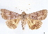  (Hypocala velans - CCDB-33979-F08)  @14 [ ] CreativeCommons - Attribution (2020) CBG Photography Group Centre for Biodiversity Genomics