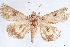  ( - CCDB-33979-F09)  @13 [ ] CreativeCommons - Attribution (2020) CBG Photography Group Centre for Biodiversity Genomics