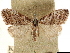 (Nola townsendi - CCDB-33979-H09)  @11 [ ] CreativeCommons - Attribution (2020) CBG Photography Group Centre for Biodiversity Genomics