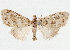  (Callinola sp. ADJ8213 - CCDB-33979-H11)  @11 [ ] CreativeCommons - Attribution (2020) CBG Photography Group Centre for Biodiversity Genomics