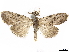  (Callinola sp. 2566 - CCDB-33980-A01)  @11 [ ] CreativeCommons - Attribution (2020) CBG Photography Group Centre for Biodiversity Genomics