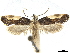  ( - CCDB-33980-D02)  @11 [ ] CreativeCommons - Attribution (2020) CBG Photography Group Centre for Biodiversity Genomics