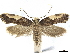  ( - CCDB-33980-D03)  @11 [ ] CreativeCommons - Attribution (2020) CBG Photography Group Centre for Biodiversity Genomics