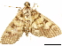  ( - CCDB-34075-B03)  @12 [ ] CreativeCommons - Attribution (2019) CBG Photography Group Centre for Biodiversity Genomics