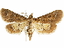  ( - CCDB-34075-F08)  @11 [ ] CreativeCommons - Attribution (2019) CBG Photography Group Centre for Biodiversity Genomics