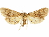  ( - CCDB-34075-F09)  @11 [ ] CreativeCommons - Attribution (2019) CBG Photography Group Centre for Biodiversity Genomics