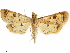  ( - CCDB-34075-F10)  @11 [ ] CreativeCommons - Attribution (2019) CBG Photography Group Centre for Biodiversity Genomics