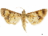  ( - CCDB-34075-F11)  @11 [ ] CreativeCommons - Attribution (2019) CBG Photography Group Centre for Biodiversity Genomics