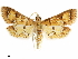  ( - CCDB-34075-F12)  @11 [ ] CreativeCommons - Attribution (2019) CBG Photography Group Centre for Biodiversity Genomics