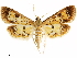  ( - CCDB-34075-G01)  @11 [ ] CreativeCommons - Attribution (2019) CBG Photography Group Centre for Biodiversity Genomics