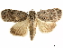  ( - CCDB-34075-G03)  @11 [ ] CreativeCommons - Attribution (2019) CBG Photography Group Centre for Biodiversity Genomics