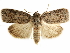  ( - CCDB-34075-G04)  @11 [ ] CreativeCommons - Attribution (2019) CBG Photography Group Centre for Biodiversity Genomics