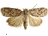  ( - CCDB-34075-G05)  @11 [ ] CreativeCommons - Attribution (2019) CBG Photography Group Centre for Biodiversity Genomics