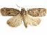  ( - CCDB-34075-G06)  @11 [ ] CreativeCommons - Attribution (2019) CBG Photography Group Centre for Biodiversity Genomics