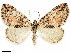  (Hydriomena perfracta - CCDB-34075-H04)  @15 [ ] CreativeCommons - Attribution (2019) CBG Photography Group Centre for Biodiversity Genomics
