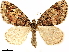  ( - CCDB-34075-H06)  @11 [ ] CreativeCommons - Attribution (2019) CBG Photography Group Centre for Biodiversity Genomics