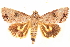  ( - CCDB-34076-C05)  @11 [ ] CreativeCommons - Attribution (2019) CBG Photography Group Centre for Biodiversity Genomics