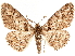  ( - CCDB-34076-D09)  @11 [ ] CreativeCommons - Attribution (2019) CBG Photography Group Centre for Biodiversity Genomics