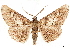  ( - CCDB-34076-D10)  @11 [ ] CreativeCommons - Attribution (2019) CBG Photography Group Centre for Biodiversity Genomics