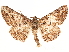  ( - CCDB-34076-D11)  @11 [ ] CreativeCommons - Attribution (2019) CBG Photography Group Centre for Biodiversity Genomics