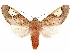  ( - CCDB-34076-F04)  @11 [ ] CreativeCommons - Attribution (2019) CBG Photography Group Centre for Biodiversity Genomics