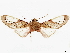  ( - CCDB-34076-F05)  @11 [ ] CreativeCommons - Attribution (2019) CBG Photography Group Centre for Biodiversity Genomics