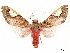  ( - CCDB-34076-F06)  @11 [ ] CreativeCommons - Attribution (2019) CBG Photography Group Centre for Biodiversity Genomics