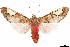  ( - CCDB-34076-F07)  @11 [ ] CreativeCommons - Attribution (2019) CBG Photography Group Centre for Biodiversity Genomics