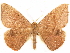  ( - CCDB-34076-H05)  @11 [ ] CreativeCommons - Attribution (2019) CBG Photography Group Centre for Biodiversity Genomics