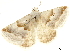  ( - CCDB-34726-A03)  @11 [ ] CreativeCommons - Attribution (2020) CBG Photography Group Centre for Biodiversity Genomics