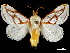  ( - CCDB-34726-E01)  @11 [ ] CreativeCommons - Attribution (2019) CBG Photography Group Centre for Biodiversity Genomics