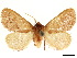 ( - CCDB-34726-E09)  @14 [ ] CreativeCommons - Attribution (2019) CBG Photography Group Centre for Biodiversity Genomics