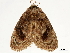  ( - CCDB-34726-G01)  @11 [ ] CreativeCommons - Attribution (2019) CBG Photography Group Centre for Biodiversity Genomics