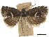  ( - CCDB-34785-A12)  @11 [ ] CreativeCommons - Attribution (2019) CBG Photography Group Centre for Biodiversity Genomics
