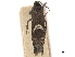  ( - CCDB-34785-B01)  @11 [ ] CreativeCommons - Attribution (2019) CBG Photography Group Centre for Biodiversity Genomics