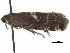  ( - CCDB-34785-B01)  @11 [ ] CreativeCommons - Attribution (2019) CBG Photography Group Centre for Biodiversity Genomics