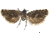  ( - CCDB-34785-B02)  @11 [ ] CreativeCommons - Attribution (2019) CBG Photography Group Centre for Biodiversity Genomics