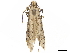  ( - CCDB-34785-B12)  @11 [ ] CreativeCommons - Attribution (2019) CBG Photography Group Centre for Biodiversity Genomics
