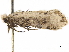  ( - CCDB-34785-B12)  @11 [ ] CreativeCommons - Attribution (2019) CBG Photography Group Centre for Biodiversity Genomics