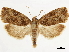  ( - CCDB-34785-G02)  @11 [ ] CreativeCommons - Attribution (2019) CBG Photography Group Centre for Biodiversity Genomics