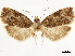  ( - CCDB-34785-G03)  @11 [ ] CreativeCommons - Attribution (2019) CBG Photography Group Centre for Biodiversity Genomics