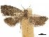 ( - CCDB-34785-G08)  @11 [ ] CreativeCommons - Attribution (2019) CBG Photography Group Centre for Biodiversity Genomics