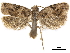  ( - CCDB-34786-C06)  @11 [ ] CreativeCommons - Attribution (2019) CBG Photography Group Centre for Biodiversity Genomics