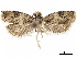  ( - CCDB-34786-C07)  @11 [ ] CreativeCommons - Attribution (2019) CBG Photography Group Centre for Biodiversity Genomics