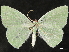  ( - CCDB-34786-C12)  @11 [ ] CreativeCommons - Attribution (2019) CBG Photography Group Centre for Biodiversity Genomics