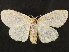  ( - CCDB-34786-D03)  @11 [ ] CreativeCommons - Attribution (2019) CBG Photography Group Centre for Biodiversity Genomics