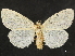  ( - CCDB-34786-D04)  @11 [ ] CreativeCommons - Attribution (2019) CBG Photography Group Centre for Biodiversity Genomics