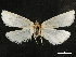  (Scirpophaga tongyaii - CCDB-34786-E10)  @11 [ ] CreativeCommons - Attribution (2019) CBG Photography Group Centre for Biodiversity Genomics