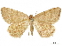  ( - CCDB-34786-F12)  @11 [ ] CreativeCommons - Attribution (2019) CBG Photography Group Centre for Biodiversity Genomics