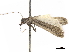  ( - CCDB-34786-G01)  @11 [ ] CreativeCommons - Attribution (2019) CBG Photography Group Centre for Biodiversity Genomics
